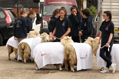 Sheep Driving 2015 - Redhouse Nursing Home